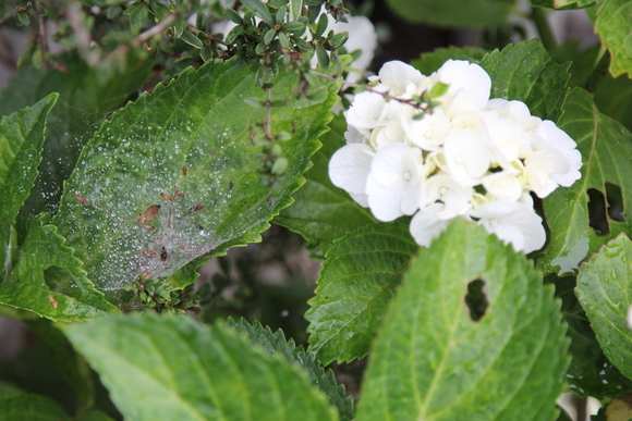 軒先に置かれた植物に張ったクモの巣