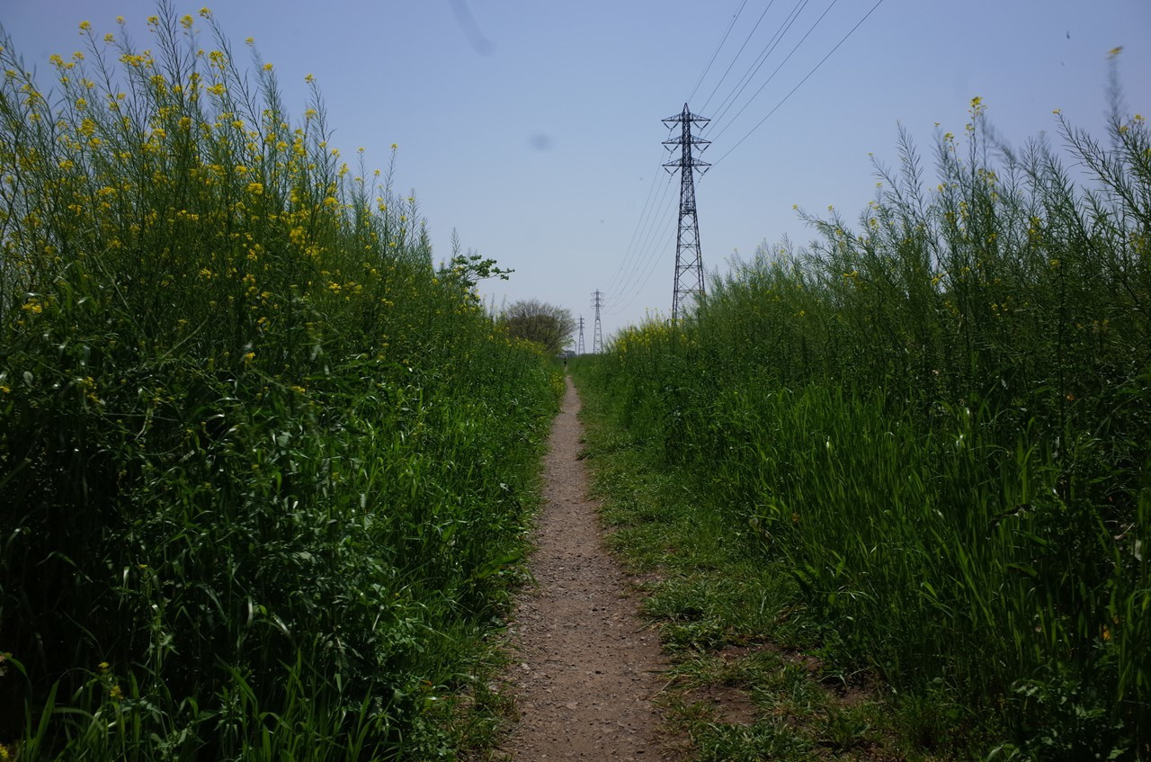 人が少ない未舗装の土手道を歩くコース