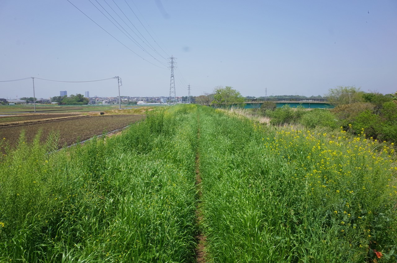 草むらの中を歩いているような道の状態