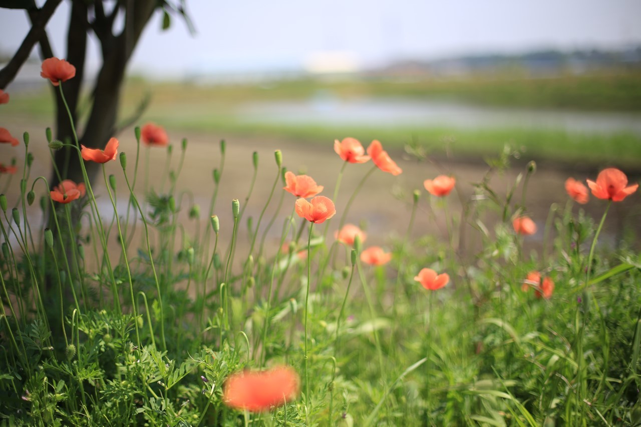 あちこちで増えるナガミヒナゲシの花