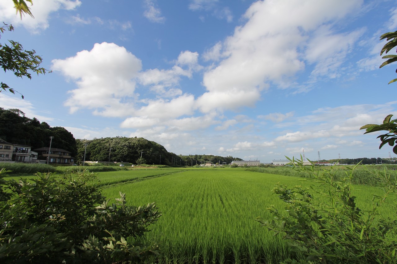 稲の揺れが見える田んぼ