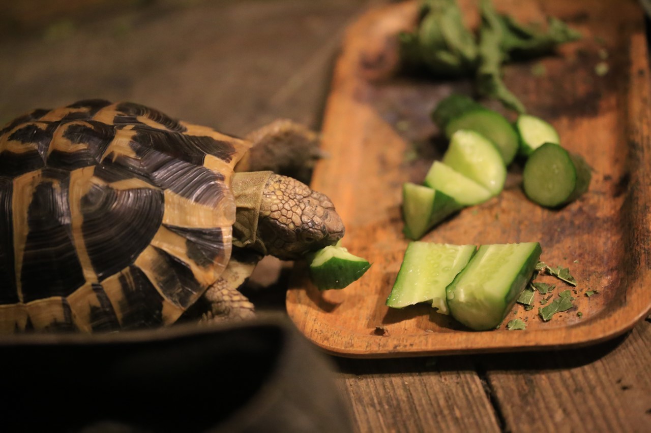 キュウリを食べるコタツ