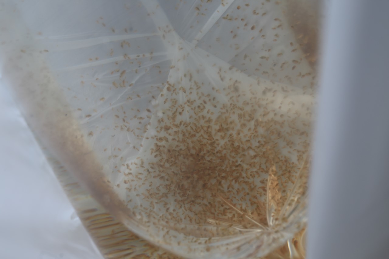 購入した生き物(ミジンコ用容器)