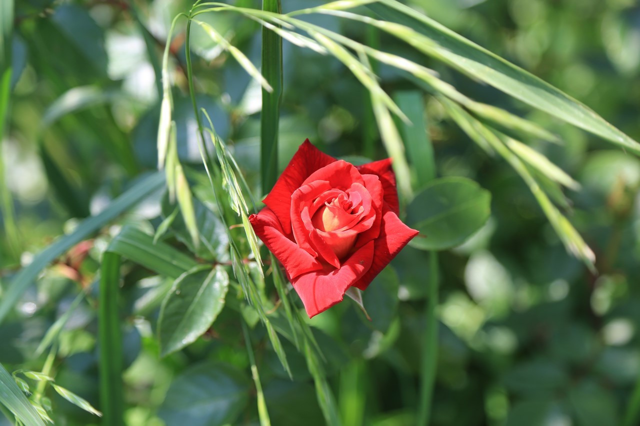 雑草を刈って現れた花（その1）
