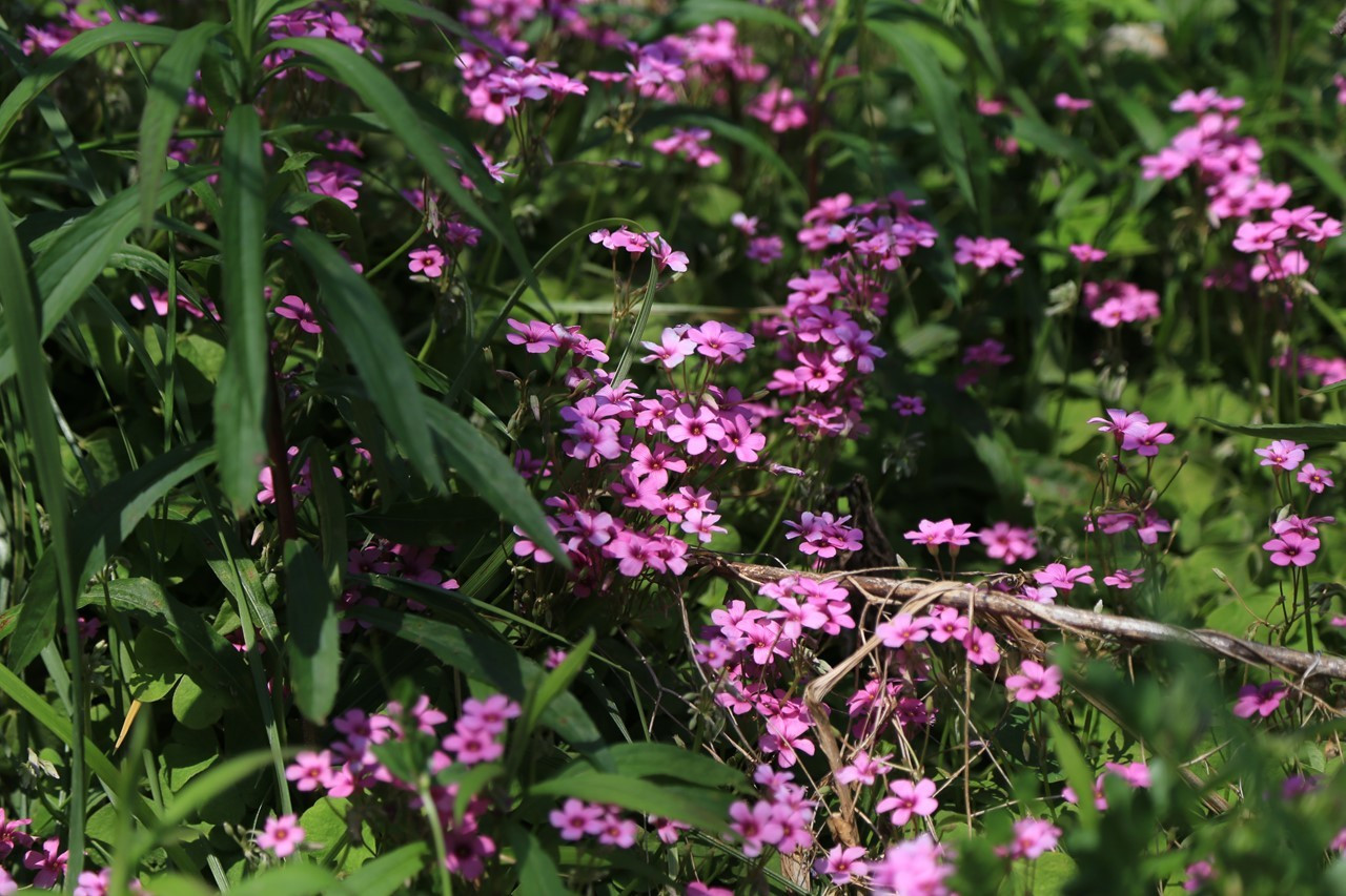 雑草を刈って現れた花（その2）
