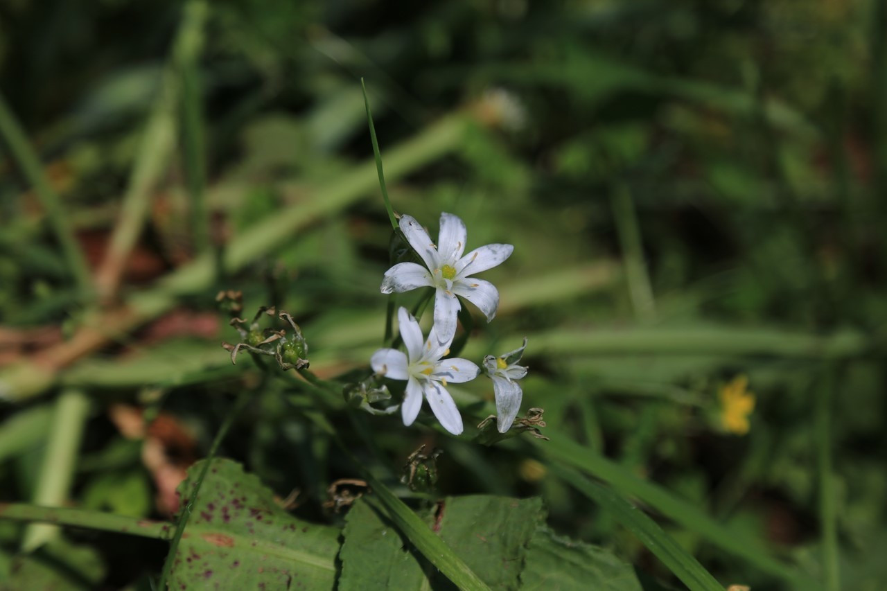 雑草を刈って現れた花（その3）