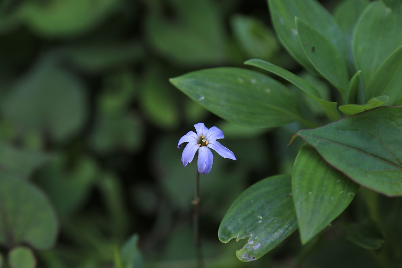 雑草を刈って現れた花（その5／アイキャッチ指定）