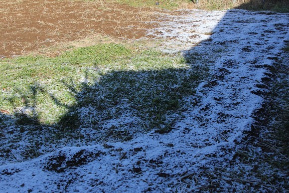 うっすら積雪の2月1日、庭の様子