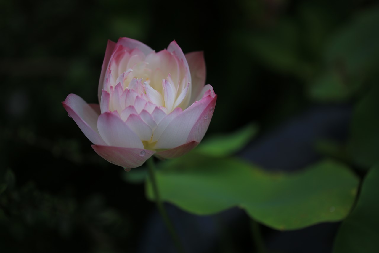 蓮の花が咲いているビオトープの一景