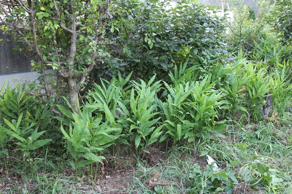 KB農園で草むしり中の茗荷エリア