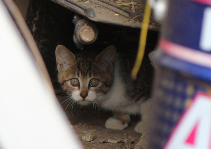 店内に侵入してきた子猫の様子