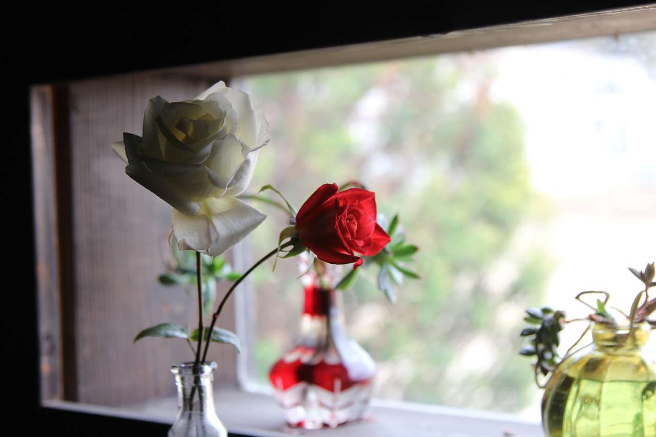 畑で咲きそうだった薔薇を切って花瓶に活けた様子