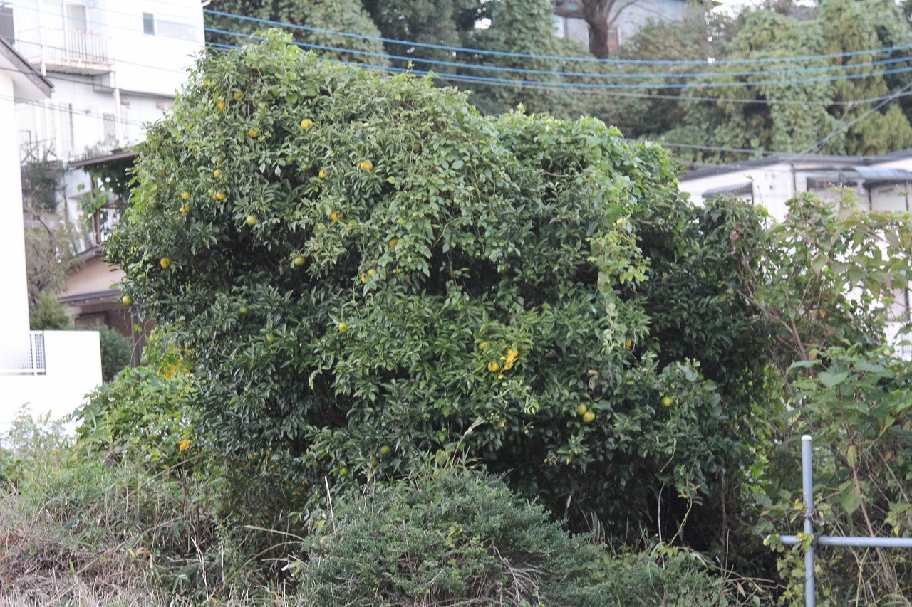 KB農園の柚子の木