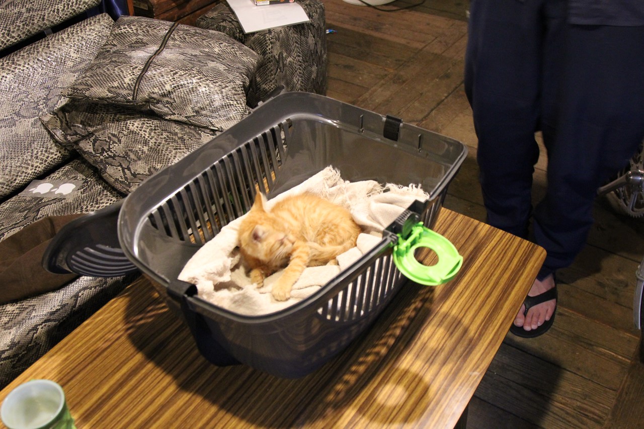 子猫がM君にもらわれていく瞬間