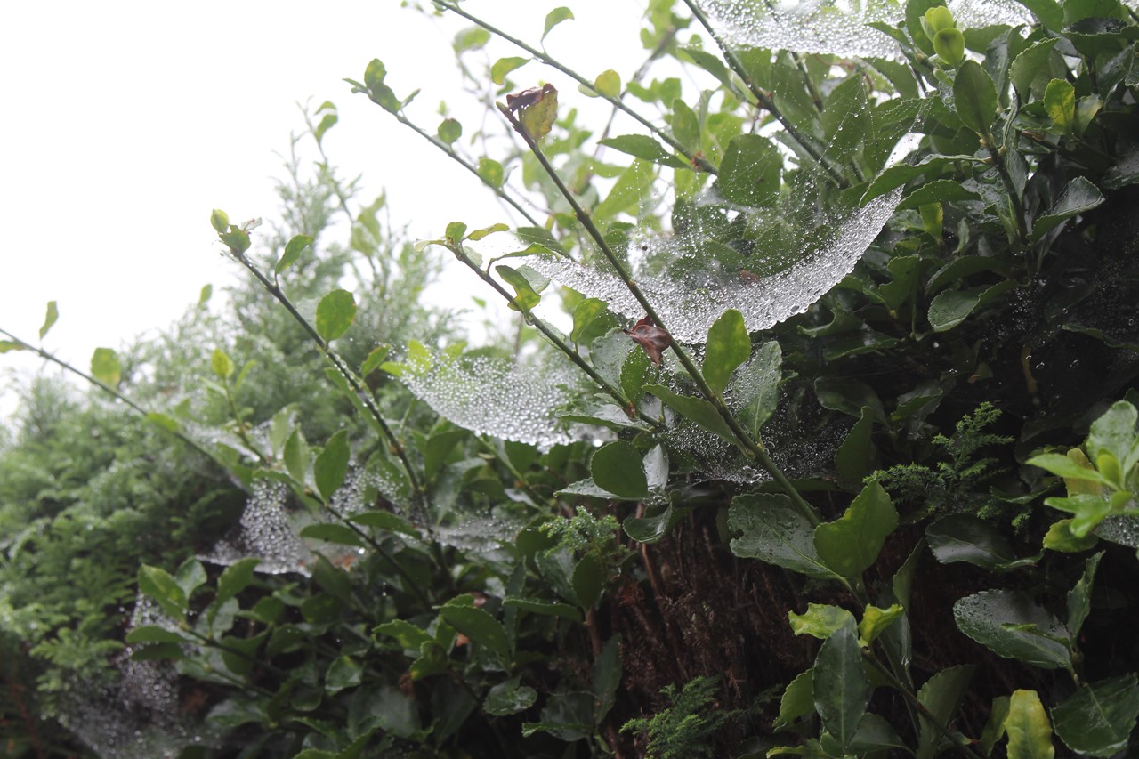 梅雨時に観察した店周りの蜘蛛の巣