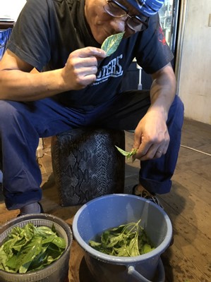 摘みたてバジルの香りを楽しむ