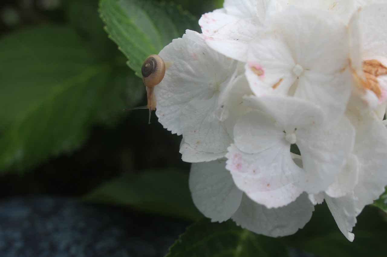 紫陽花にカタツムリの梅雨らしい光景