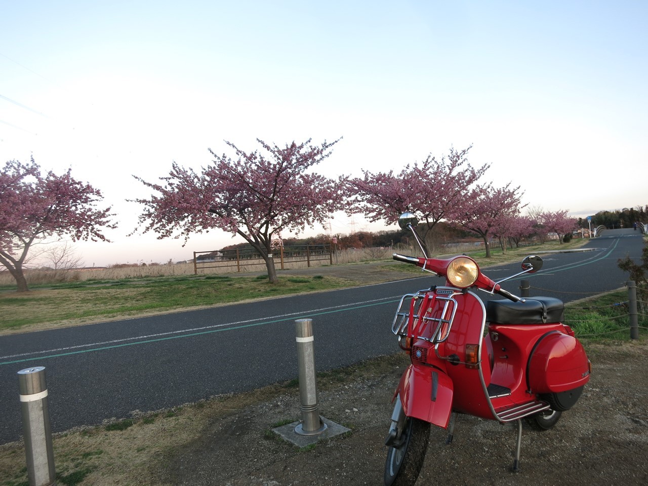 試運転中のP125Xと咲き始めた河津桜