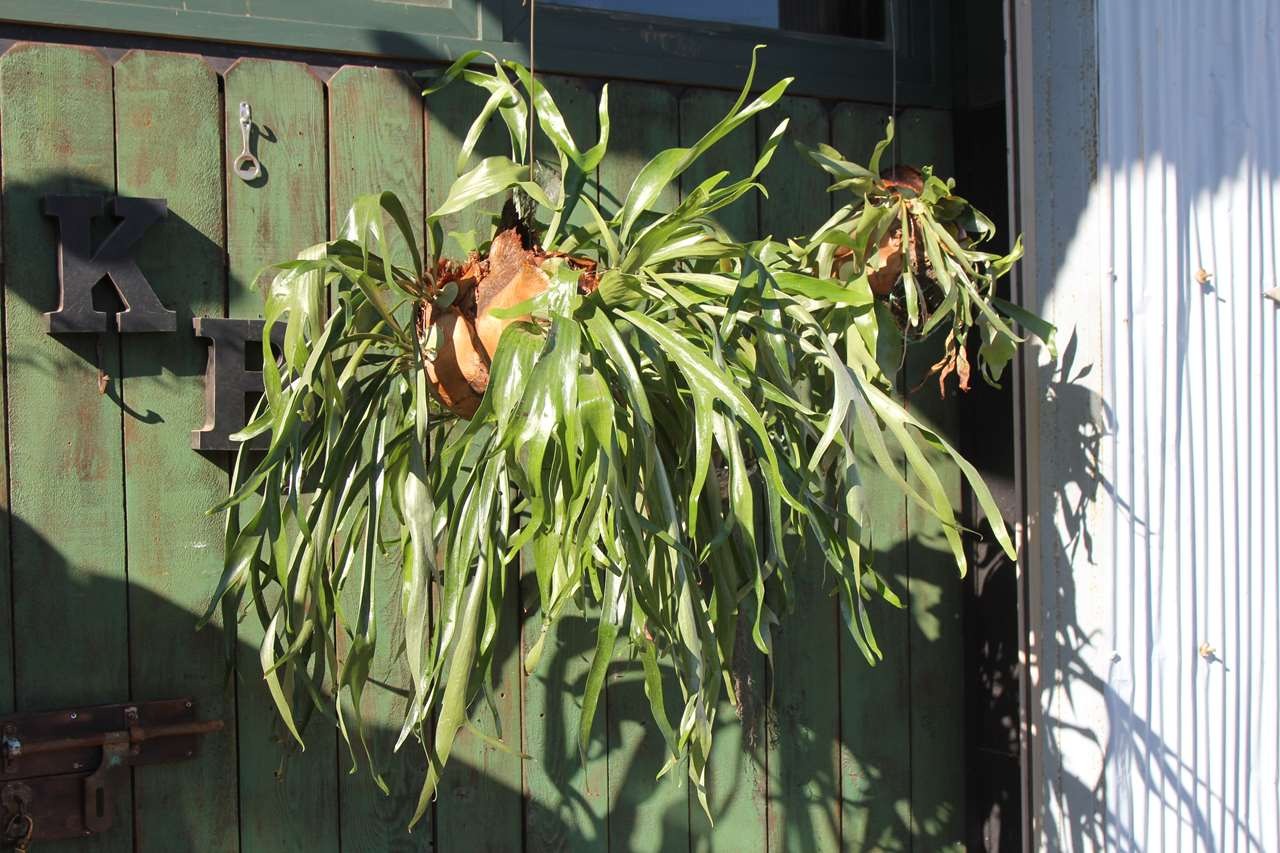 植物への水やりと日向ぼっこ