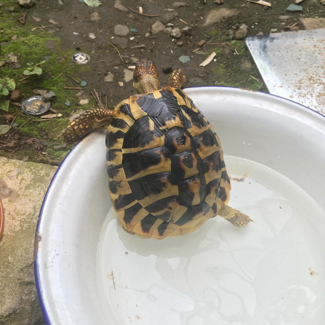 洗面器でお風呂に入るリクガメのコタツ