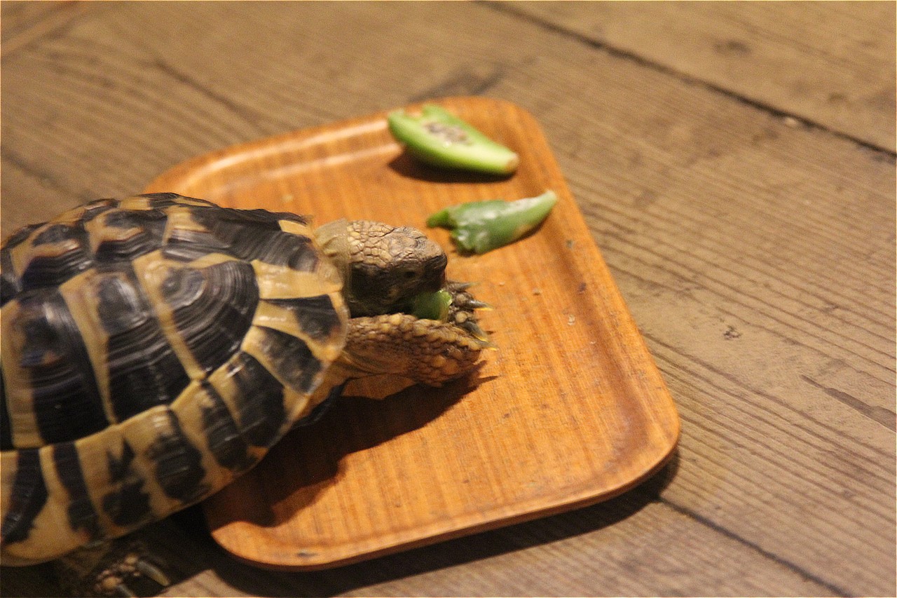 サボテンを食べるコタツ