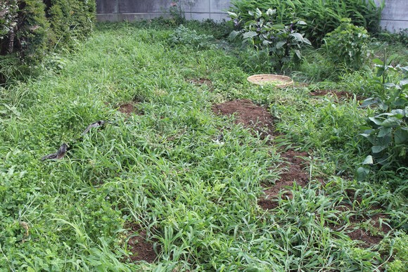 雑草に覆われたKB農園