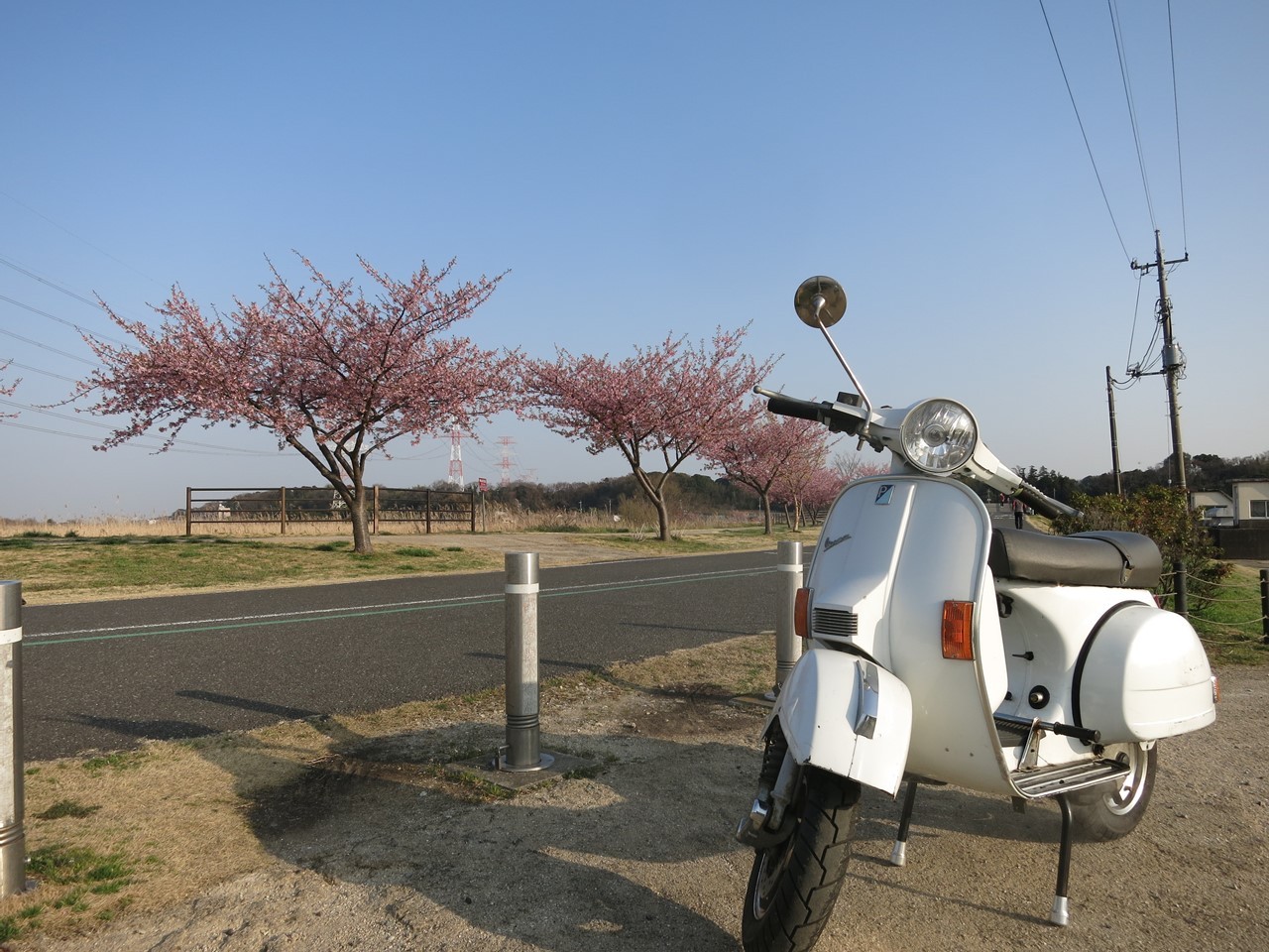 手賀沼沿いの河津桜を背景にしたベスパの試運転スナップ。