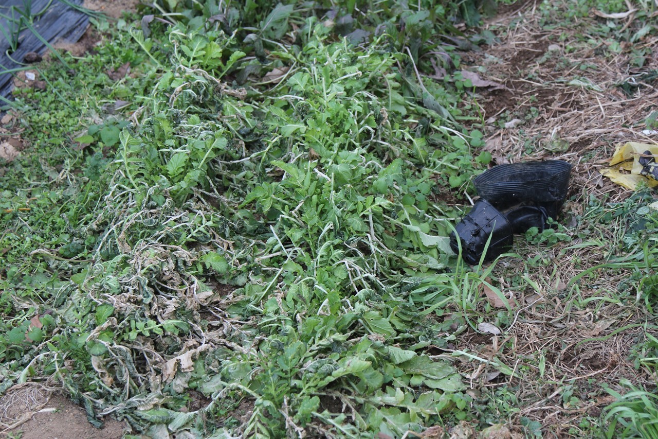 枯れ始めた大根とカブの葉
