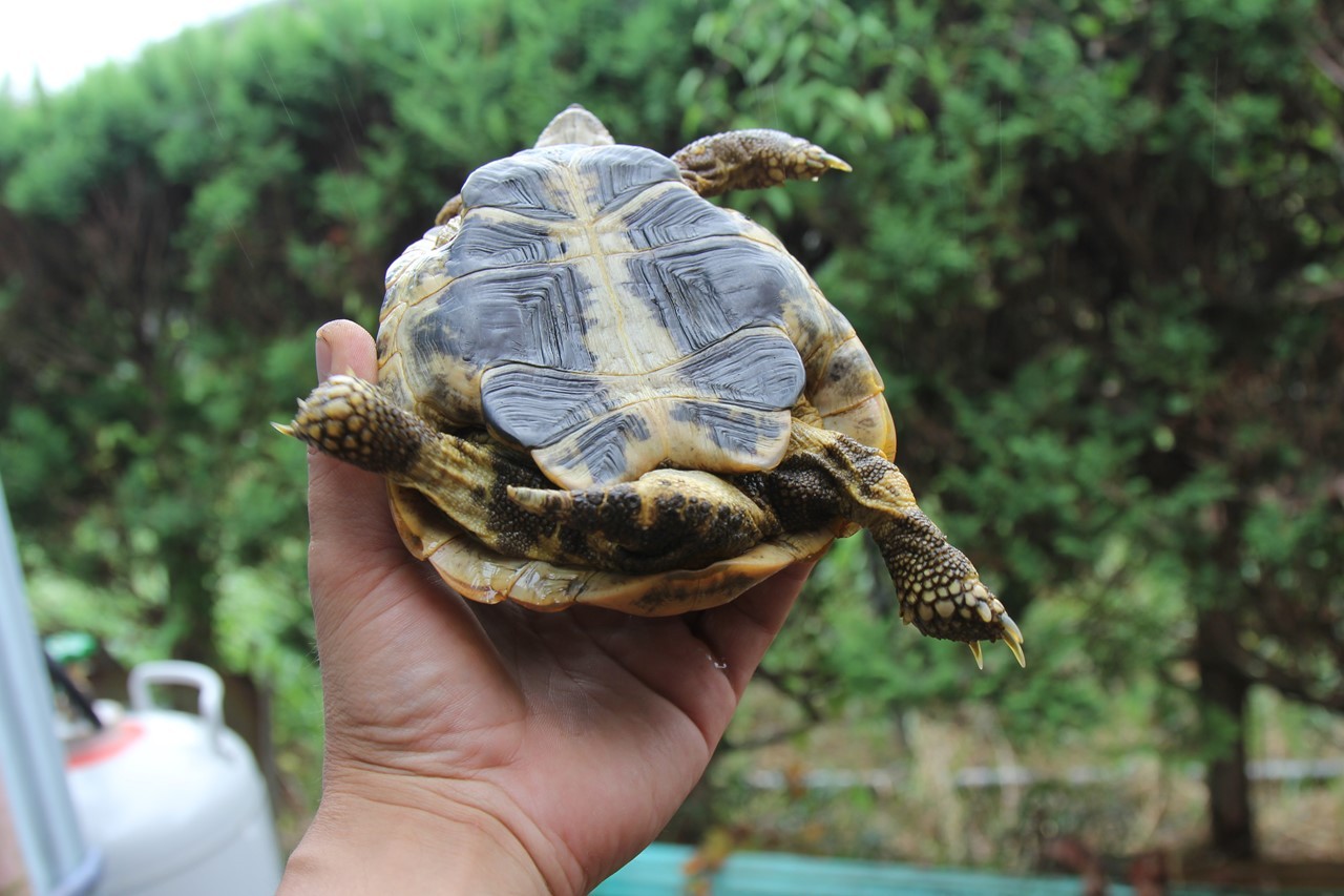 お風呂で掃除された後のコタツ（リクガメ）