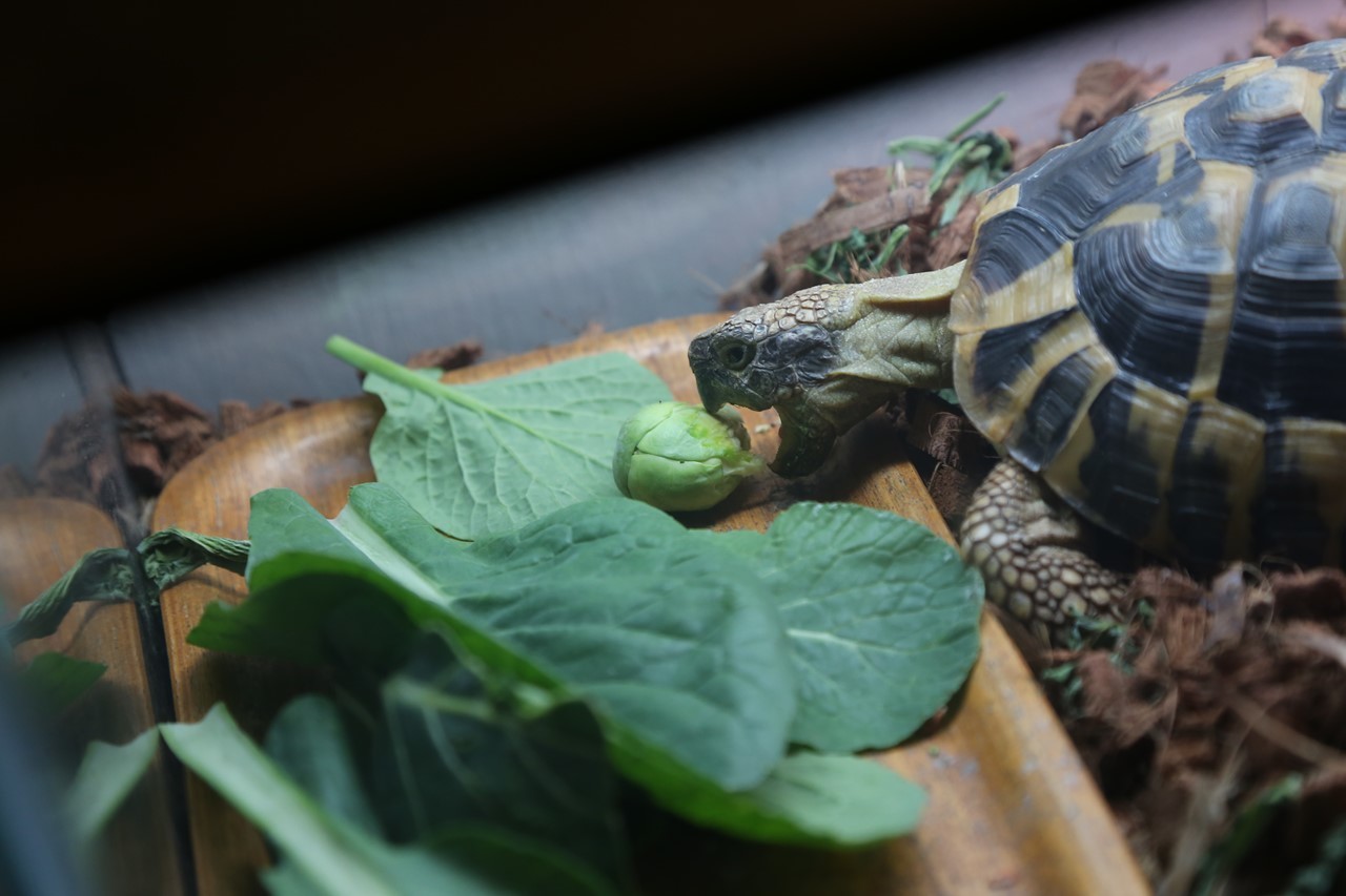 芽キャベツを前にするコタツ