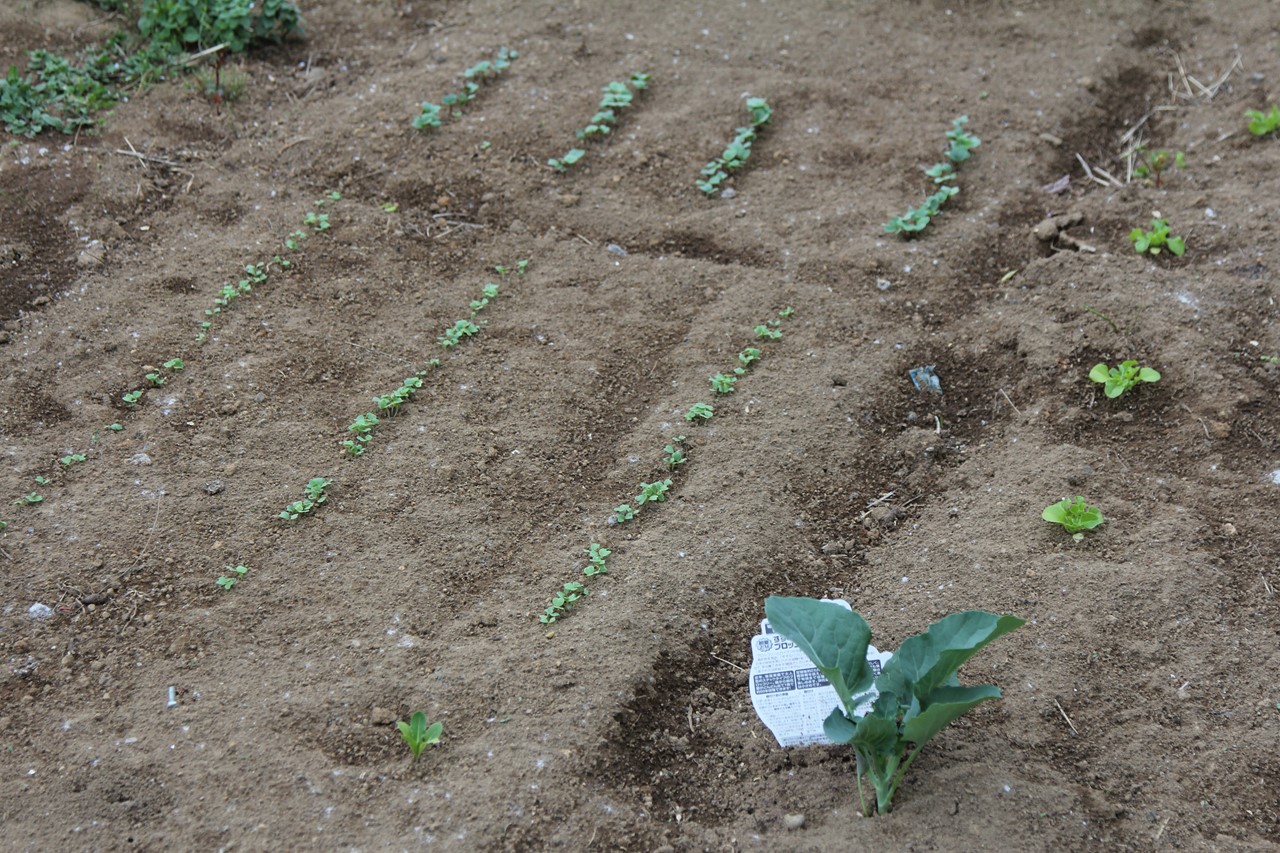 芽吹いたほうれん草や水菜、カブ、二十日大根
