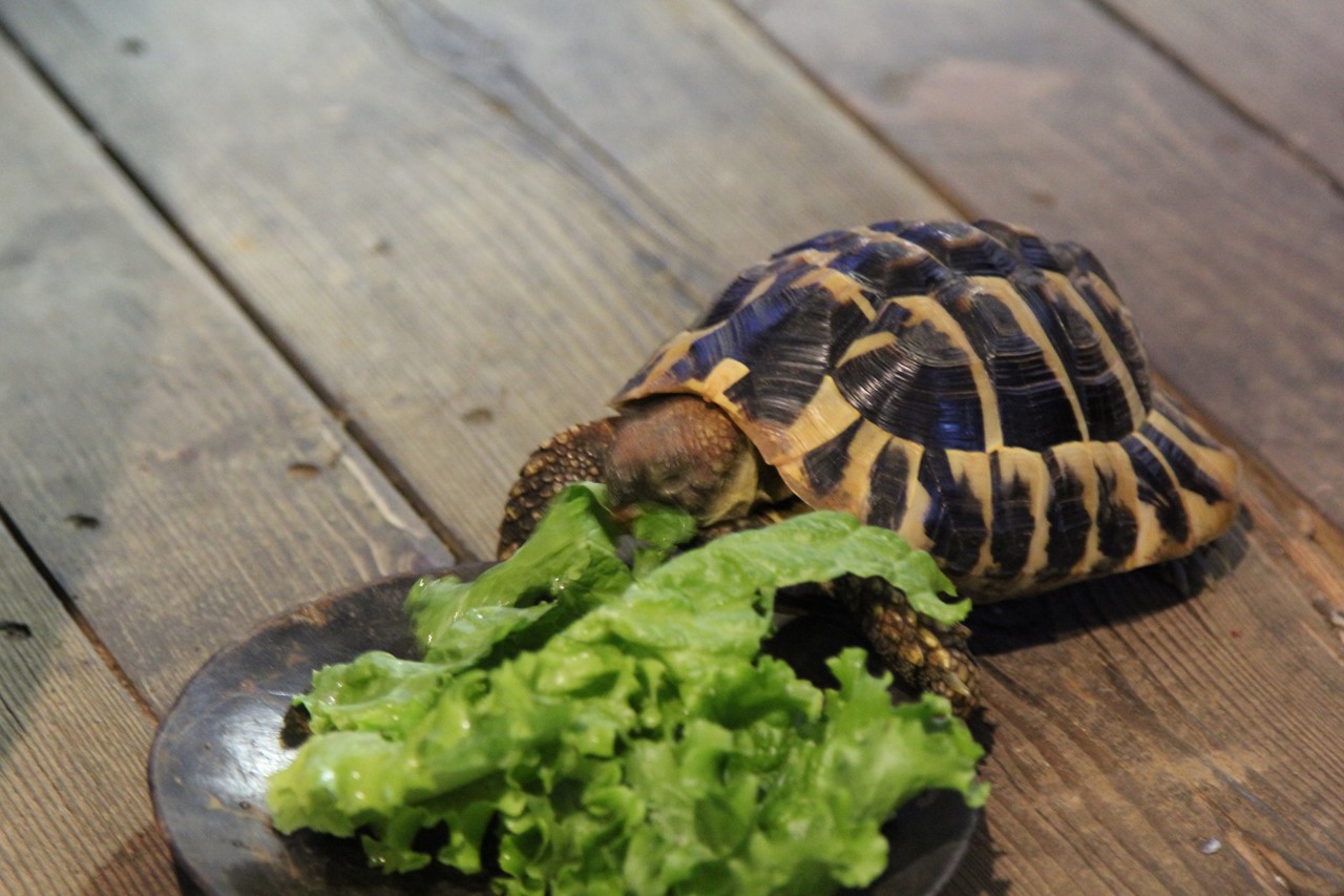 レタスを食べるヘルマンリクガメ