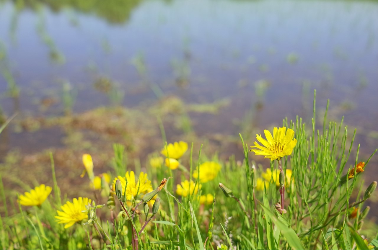 雑草の花（白い小花が群生している様子）