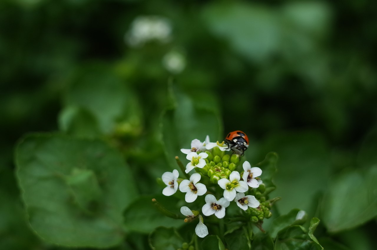 雑草の花（ピンク色の花）