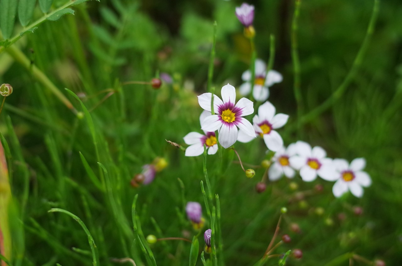 雑草の花（黄色い花）