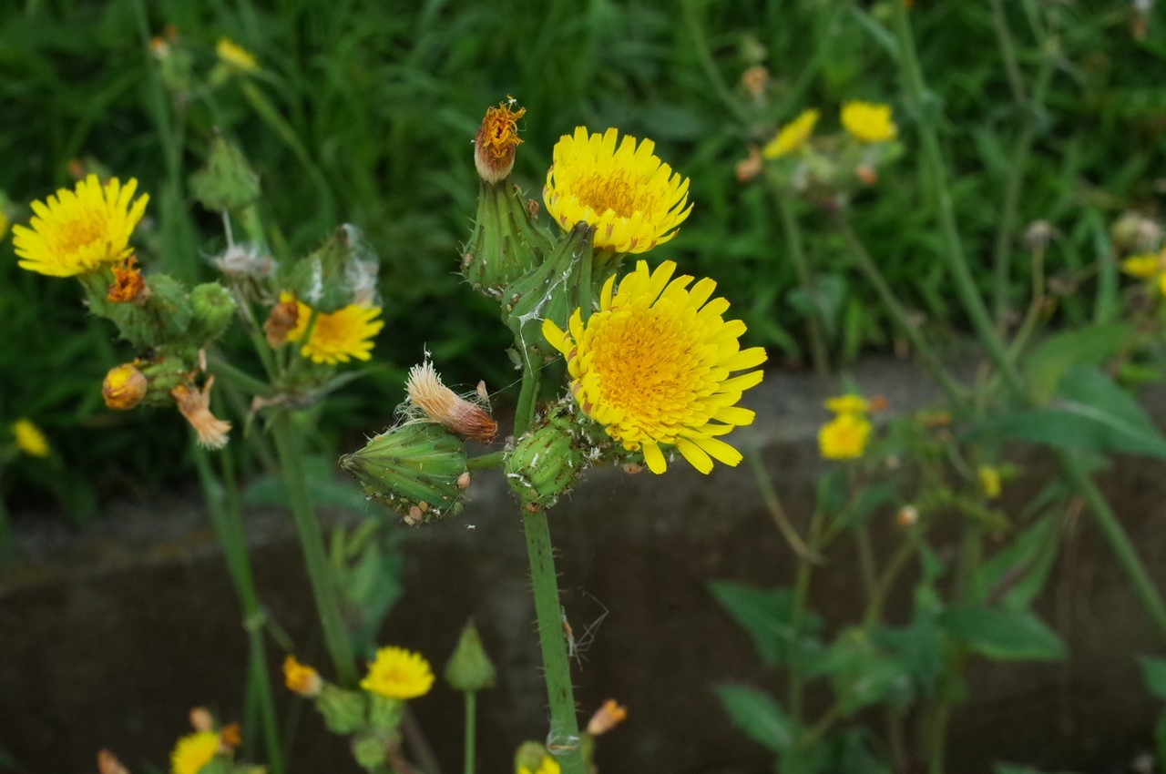 雑草の花（白い花）