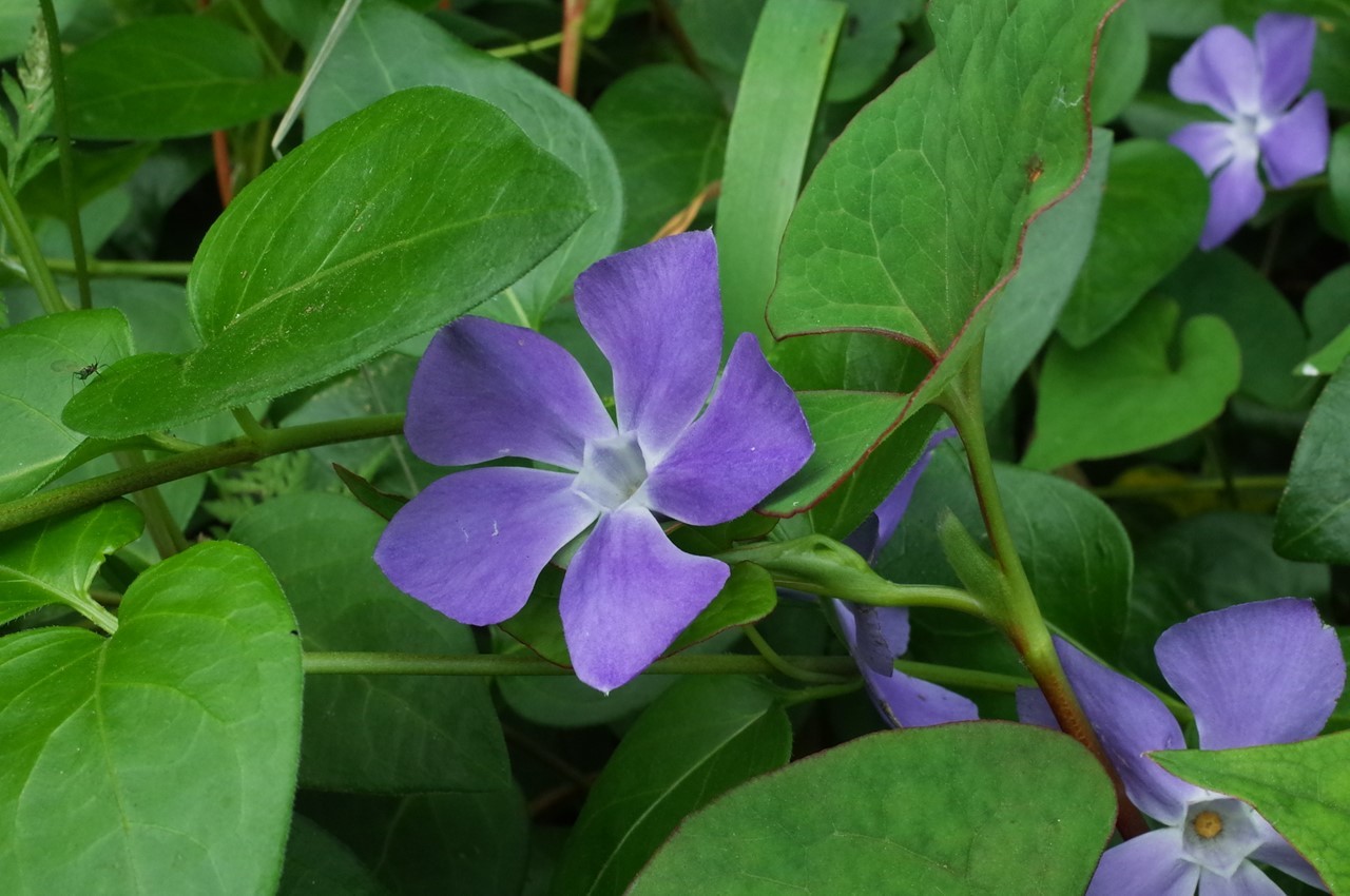 雑草の花（アップ）