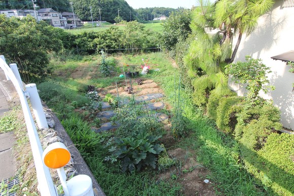 雑草が伸び始めたKB農園の一角