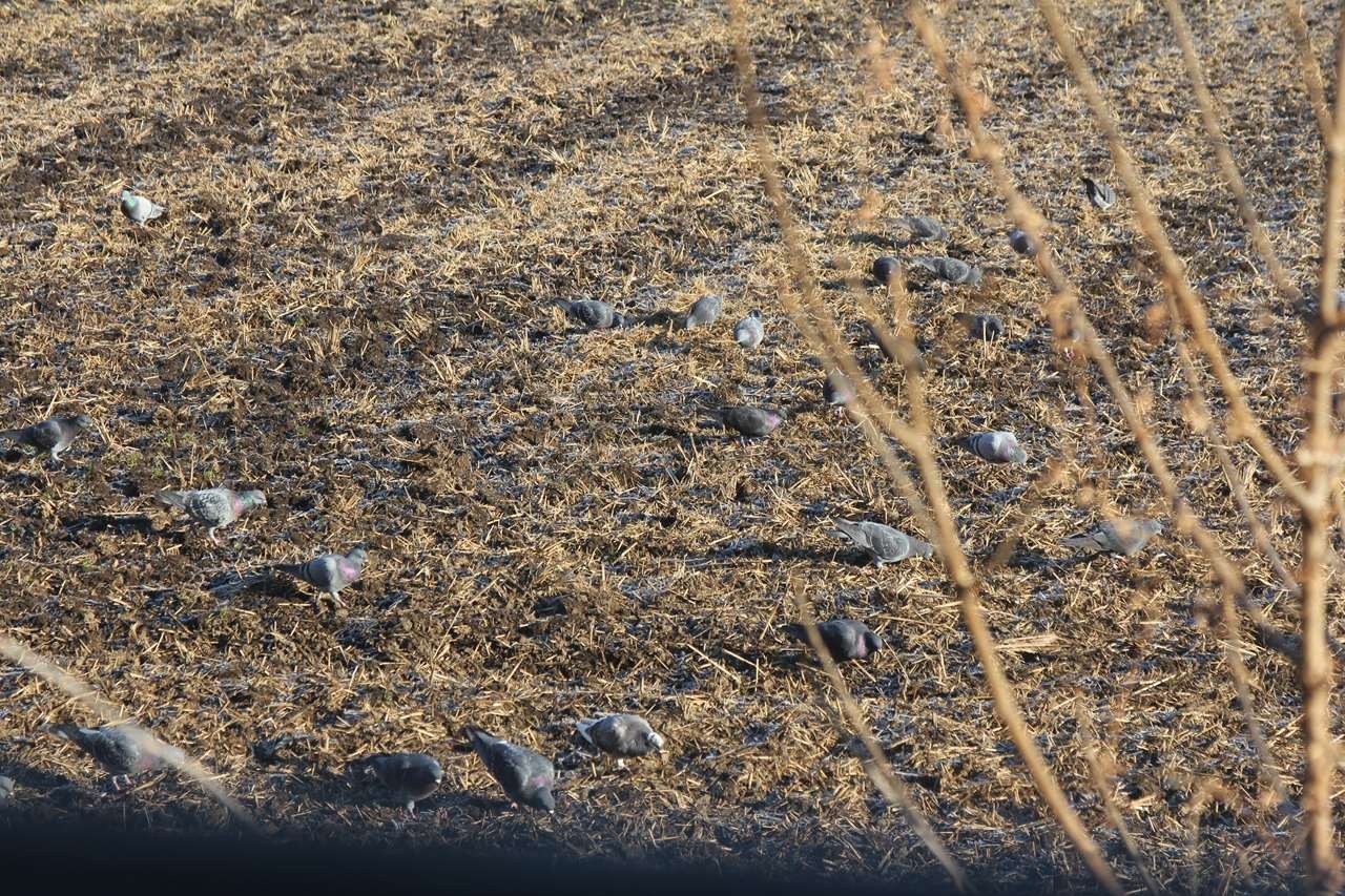 田んぼに集まる大量の鳩