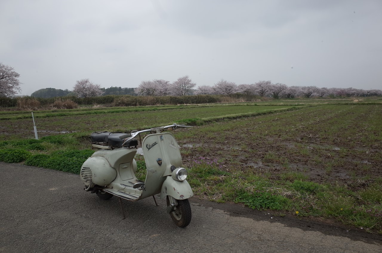 今井の桜とフェンダーライトでの試運転シーン