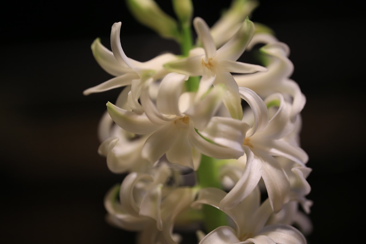 ヒヤシンスの花が咲いた様子