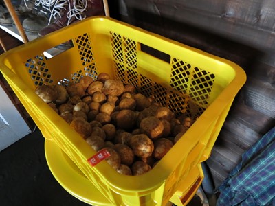 収穫したジャガイモの量を確認している様子