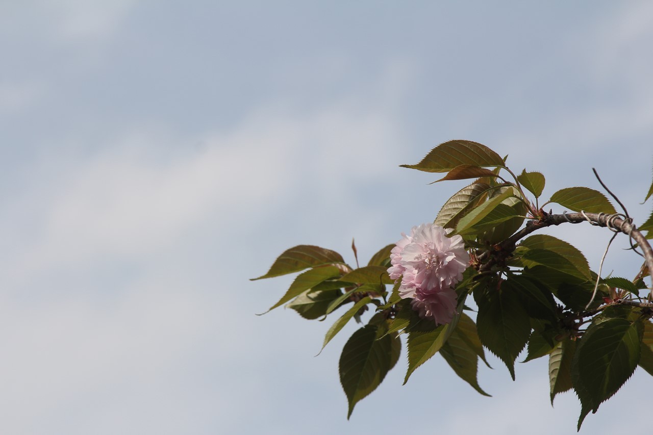 花が咲いた桜の木