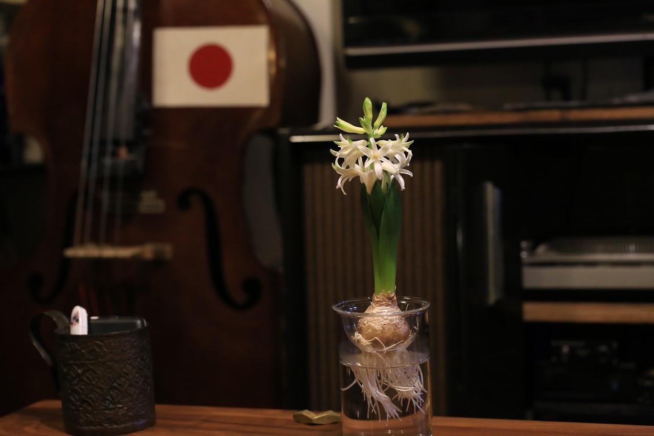 水耕栽培の球根セットが開花