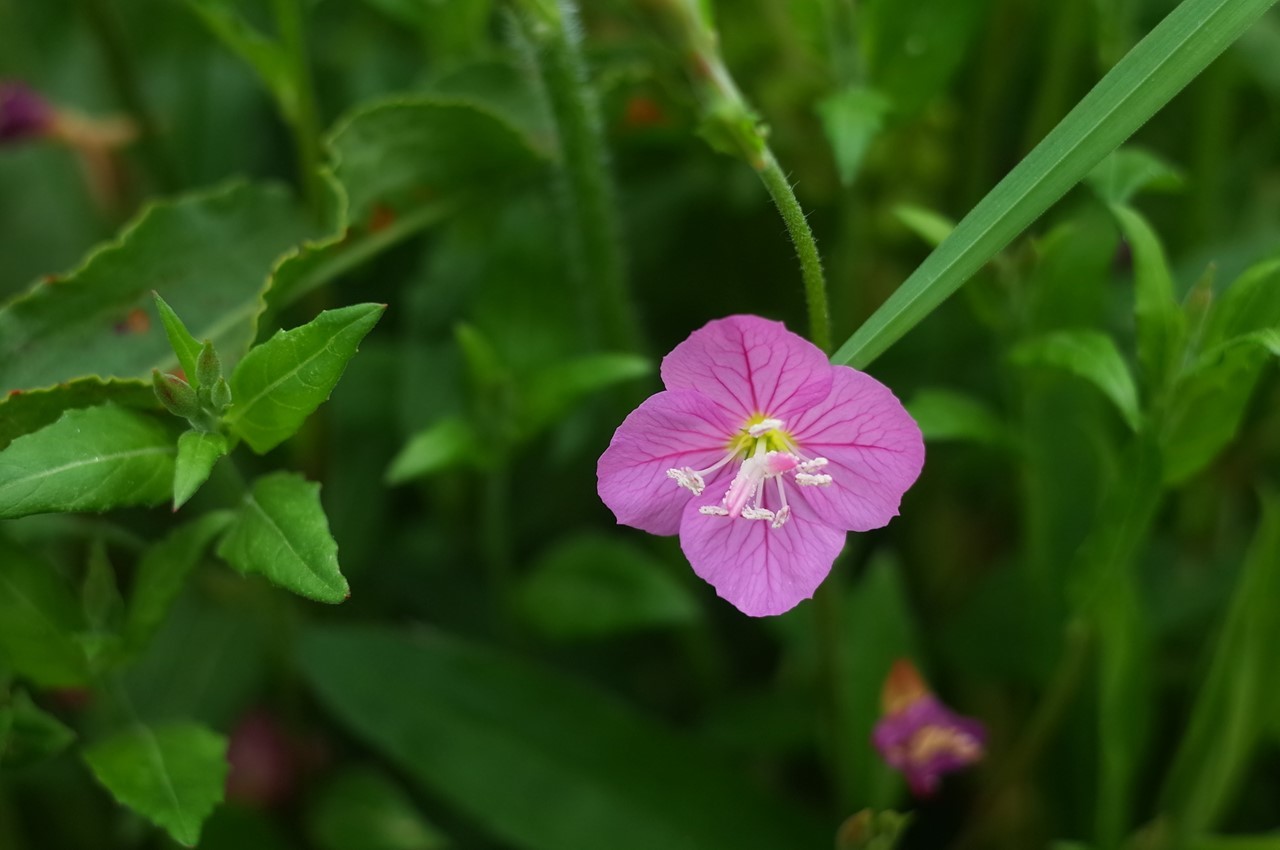 ウォーキング途中で見かけた雑草（花）