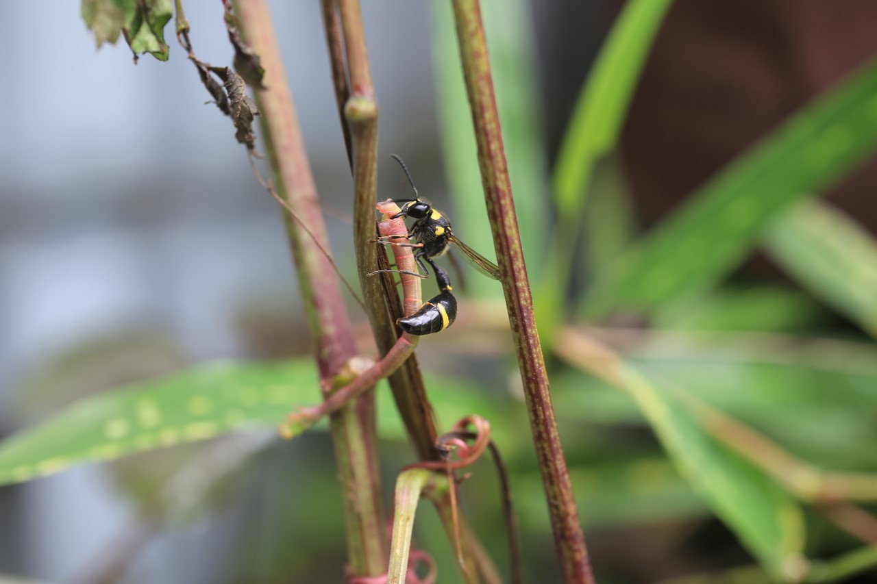 蜂が尺取虫を捕食する様子