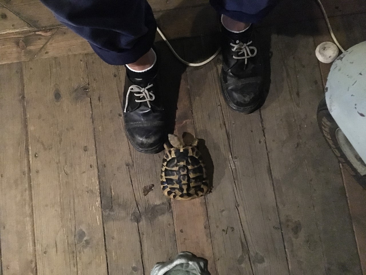 コタツがお出迎え（靴の前に佇む）