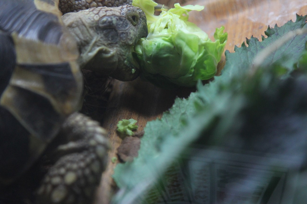 芽キャベツを食べるコタツ