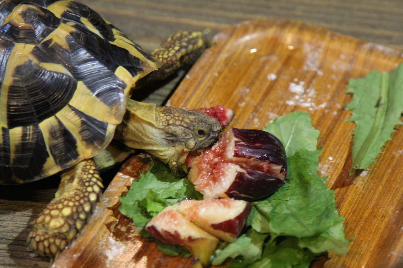 収穫したイチジクを食べるコタツ