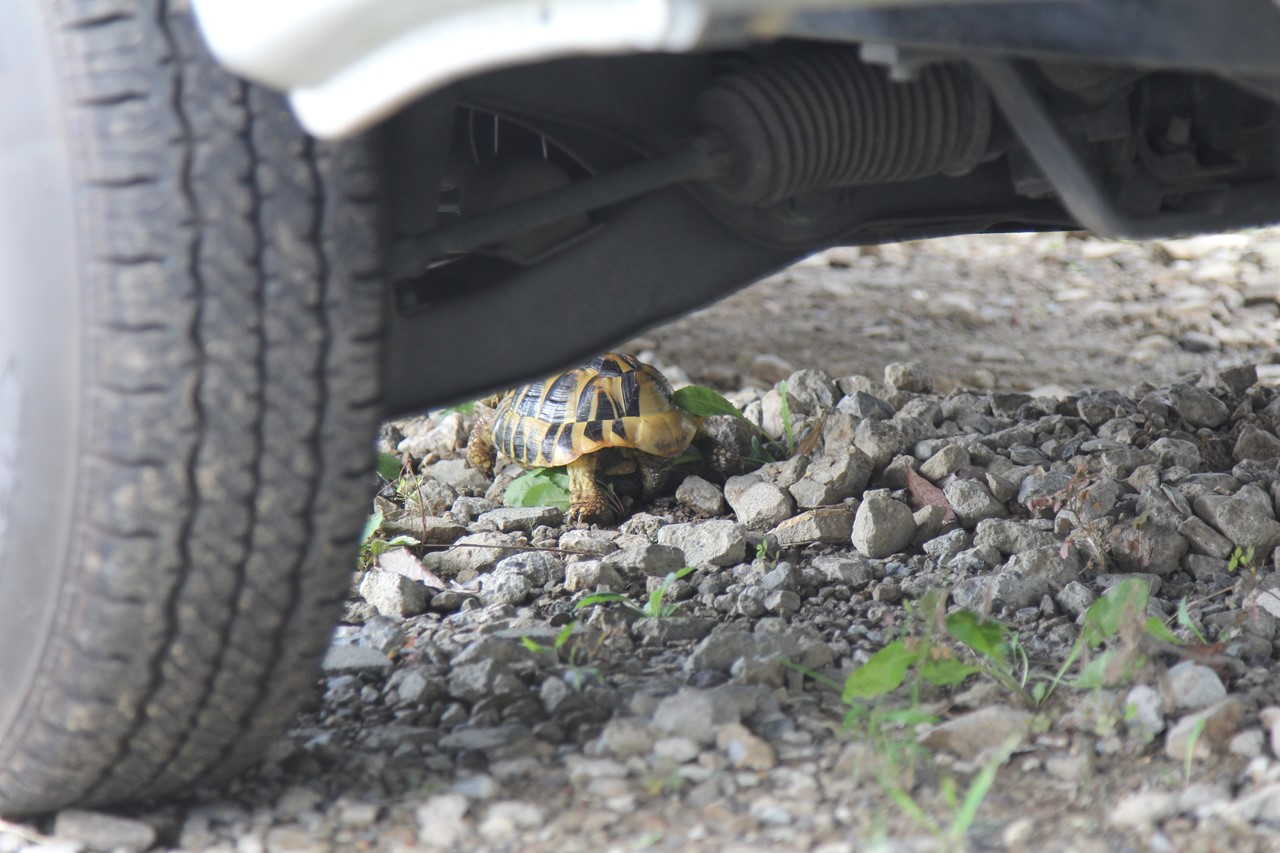 車の下に隠れて野グソ中のコタツ